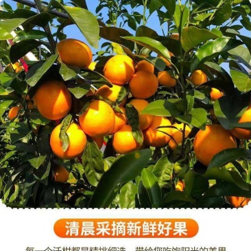 精品优质沃柑，货源充足对接电商、超市（精品包装）