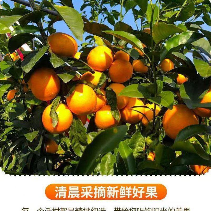 精品优质沃柑，货源充足对接电商、超市（精品包装）