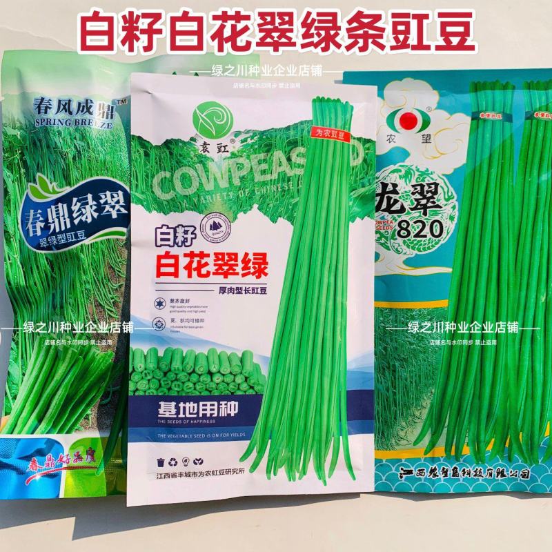 白籽白花翠绿豇豆种子特长豆角种子油亮翠绿肉厚长豇豆种籽