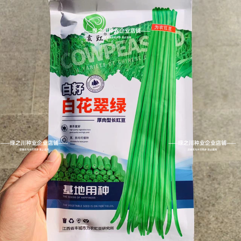 白籽白花翠绿豇豆种子特长豆角种子油亮翠绿肉厚长豇豆种籽