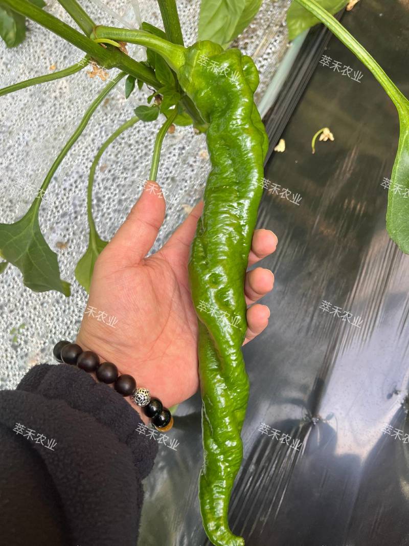 螺丝椒辣椒苗全螺辣椒苗螺旋度好半螺辣椒苗一手货源苗厂直发