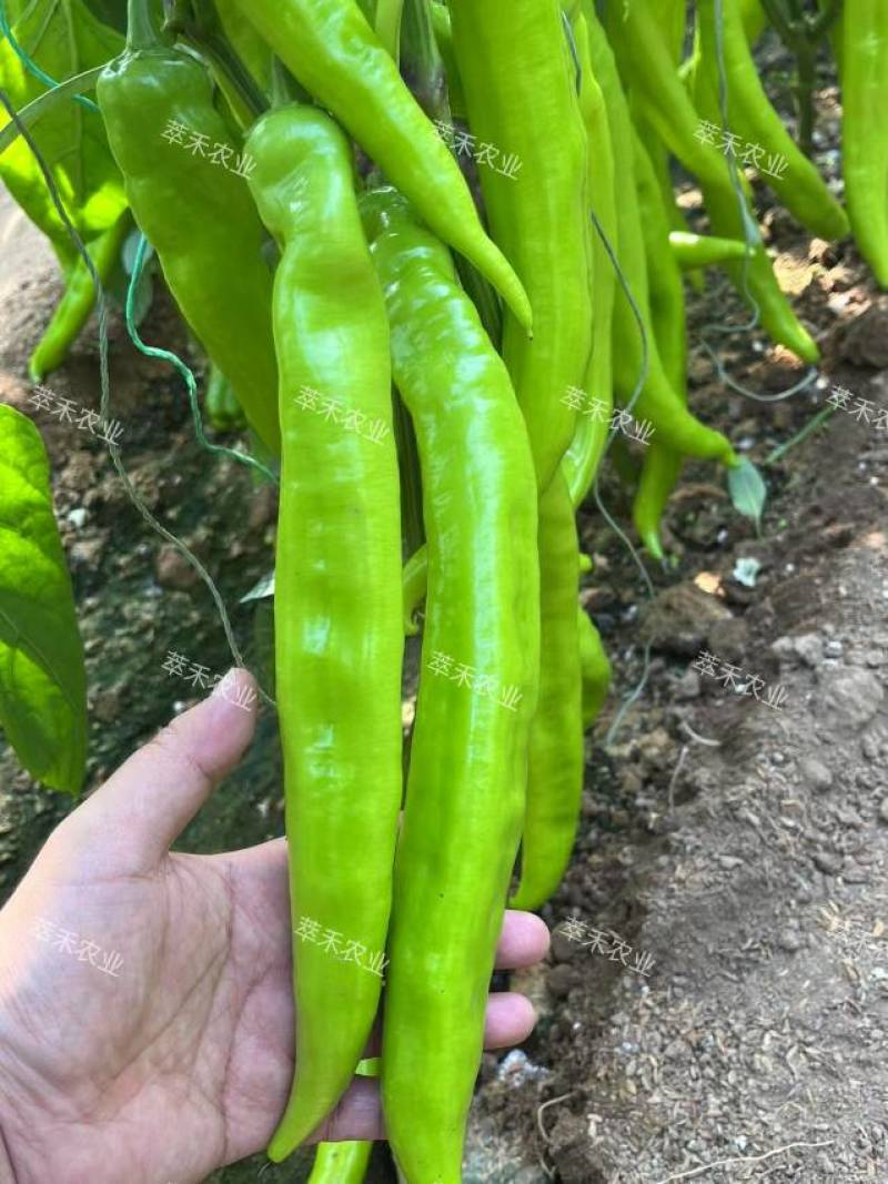 黄皮尖椒辣椒苗薄皮椒辣椒苗羊角椒辣椒苗一手货源苗厂直发