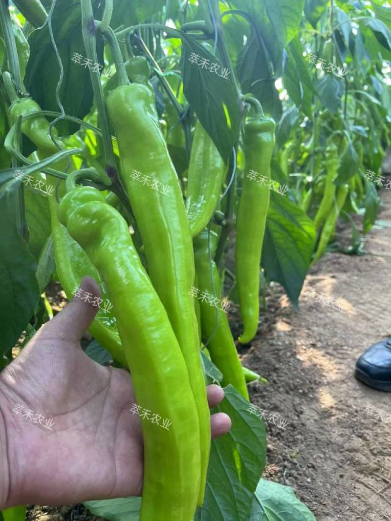 黄皮尖椒辣椒苗薄皮椒辣椒苗羊角椒辣椒苗一手货源苗厂直发
