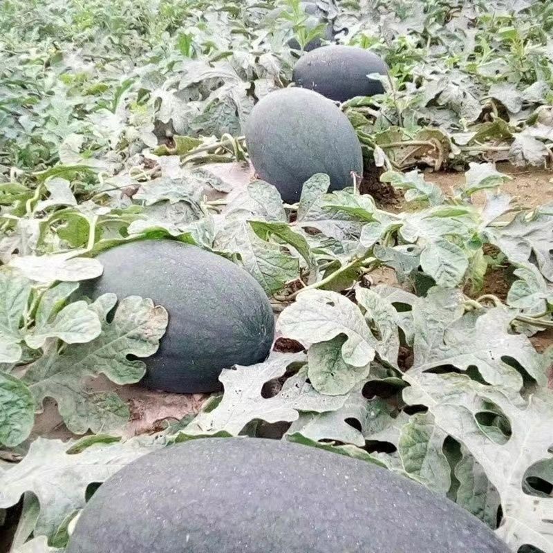 黑霸王西瓜种子新育成的杂交中熟耐重茬品种皮黑瓤红脆甜多汁