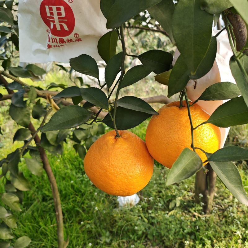 四川耙耙柑果地直发接各路老板电商支持视频看货诚实守信