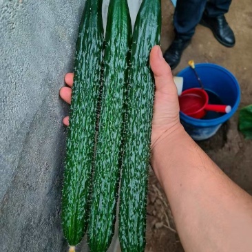短把密刺黄瓜苗嫁接黄瓜苗水果黄瓜嫁接苗一手货源苗场直发