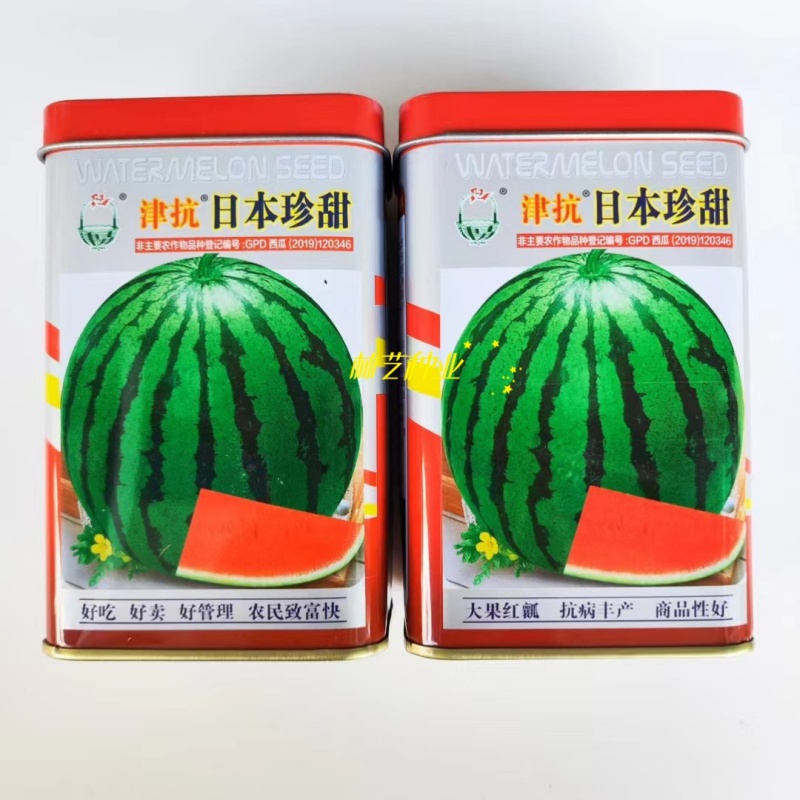 津抗日本珍甜西瓜种子抗病强早熟一代杂交圆花西瓜种籽春夏播