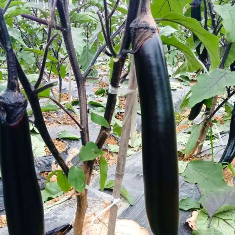 扬研绿扬长秀茄子种子早熟油亮黑紫长茄种籽顺直长棒形春秋播