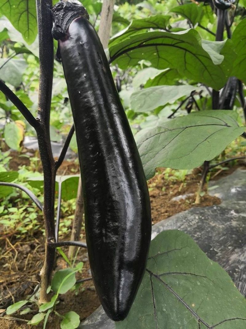 扬研绿扬长秀茄子种子早熟油亮黑紫长茄种籽顺直长棒形春秋播