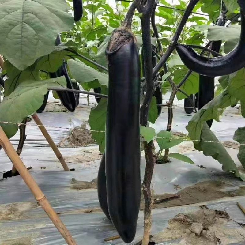扬研绿扬长秀茄子种子早熟油亮黑紫长茄种籽顺直长棒形春秋播