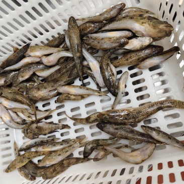 狗母鱼/肉鱼广西省内外发货常年供应可视频看货