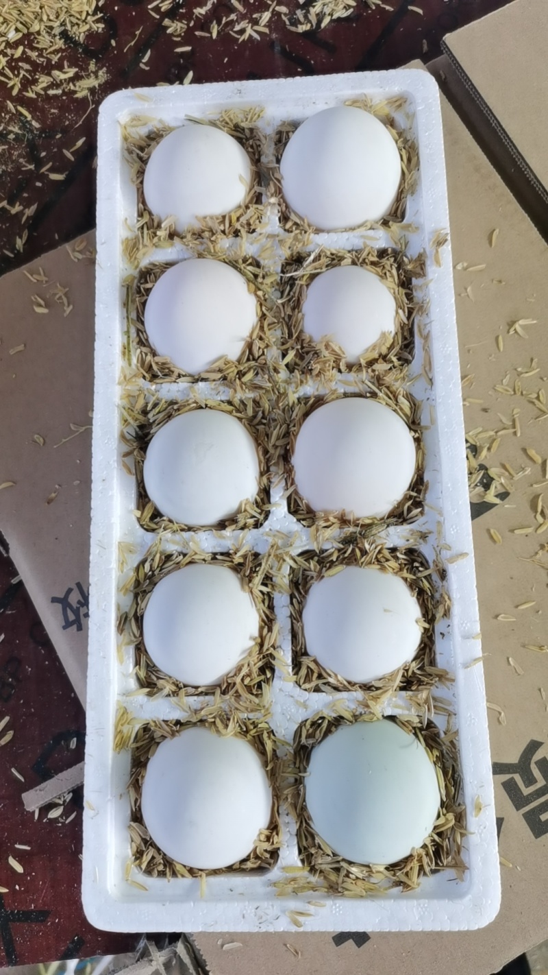 大鹅蛋，大雁蛋，桶装鹅蛋，箱装鹅蛋，支持电商一件代发