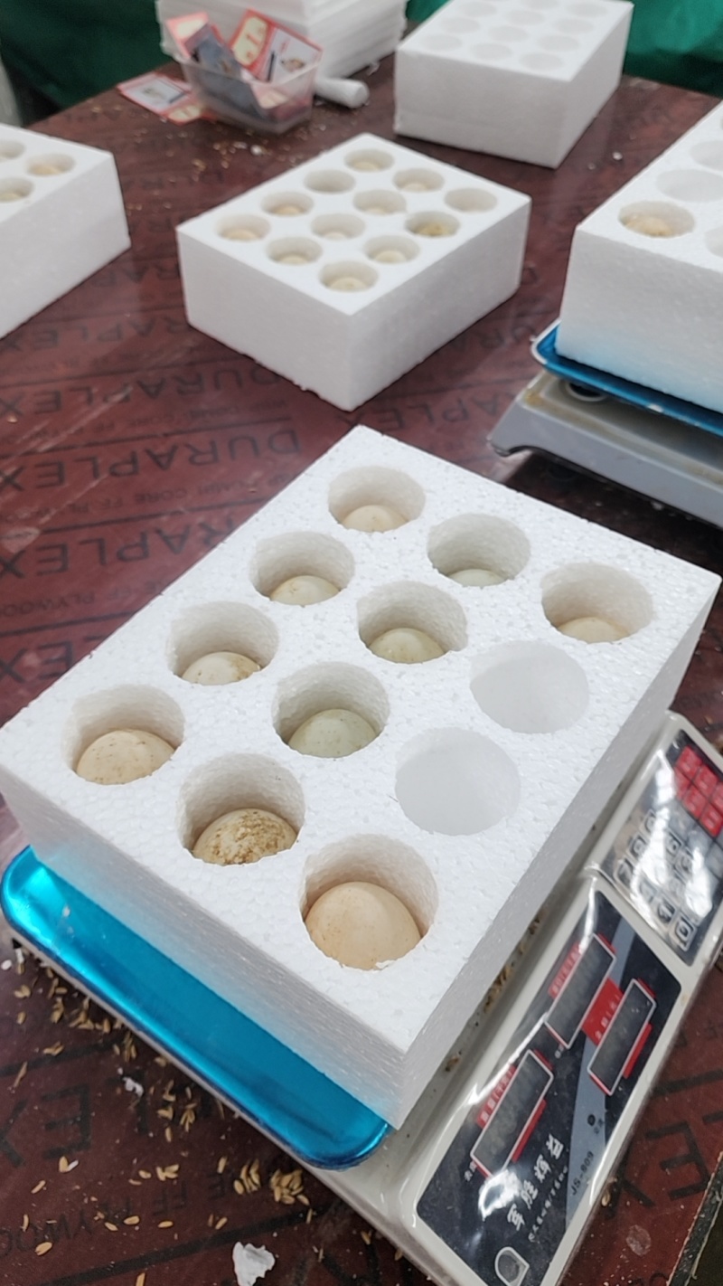 大鹅蛋，大雁蛋，桶装鹅蛋，箱装鹅蛋，支持电商一件代发