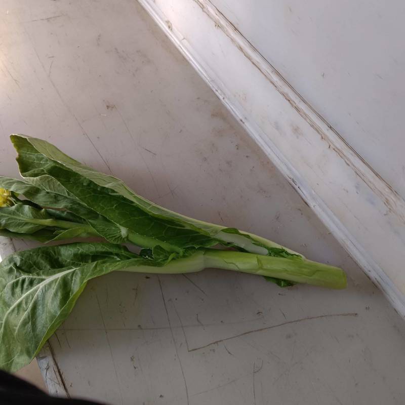 湖北江夏基地白菜苔开年初四开张大量有货欢迎全国客商订购