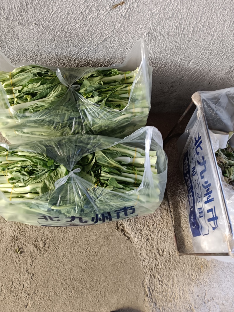 湖北江夏基地白菜苔开年初四开张大量有货欢迎全国客商订购