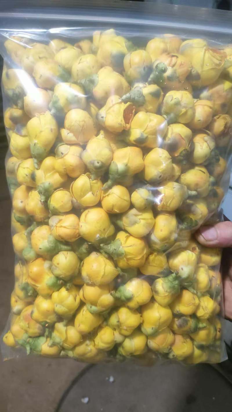 广西十万大山金花茶大花苞，精品大花苞。质量保证。
