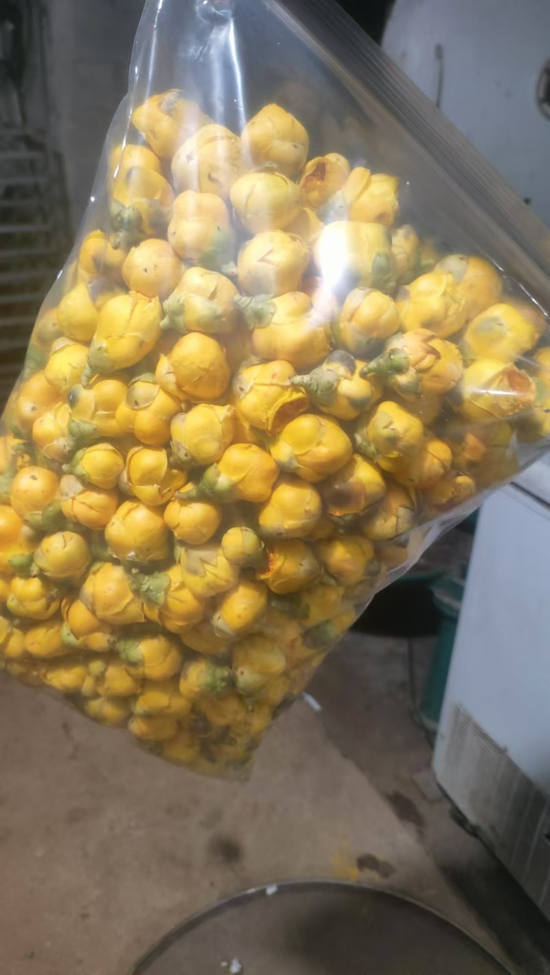 广西十万大山金花茶大花苞，精品大花苞。质量保证。