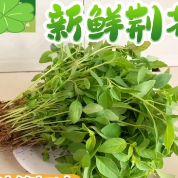 【精品】河南荆芥大量有货产地直发欢迎来电咨询