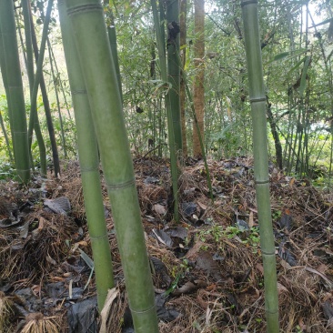 斑竹原材料。