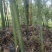斑竹原材料。