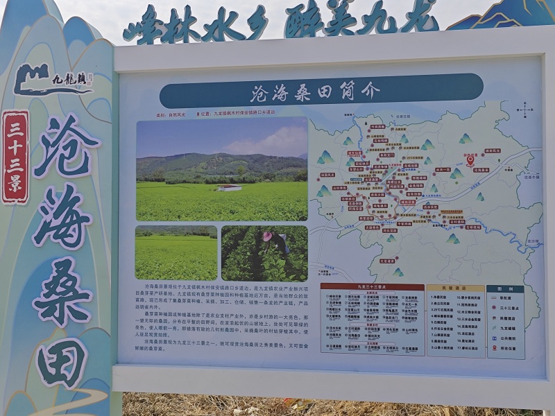 桑芽菜大量有货，对接全国市场电商平台，欢迎合作