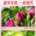 塞外玫瑰玫瑰花茶香气馥郁抗氧化品质高厂家直供