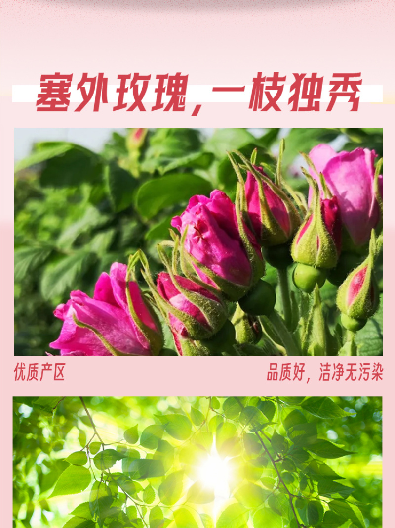 塞外玫瑰玫瑰花茶香气馥郁抗氧化品质高厂家直供