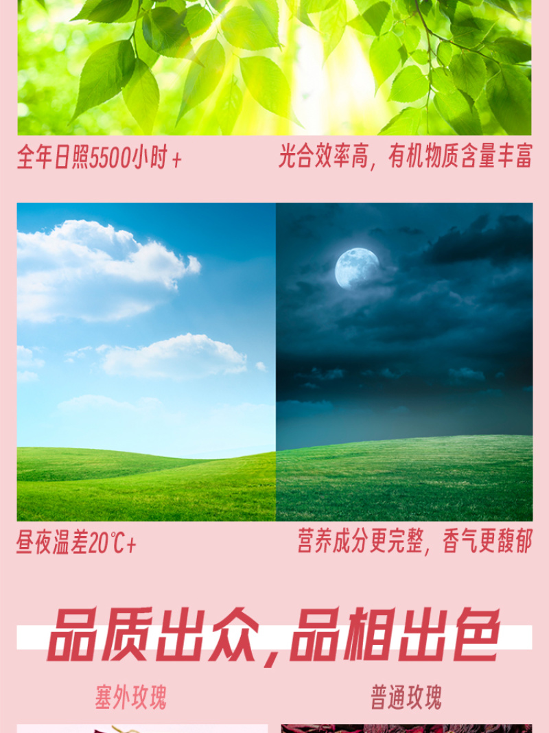 塞外玫瑰玫瑰花茶香气馥郁抗氧化品质高厂家直供