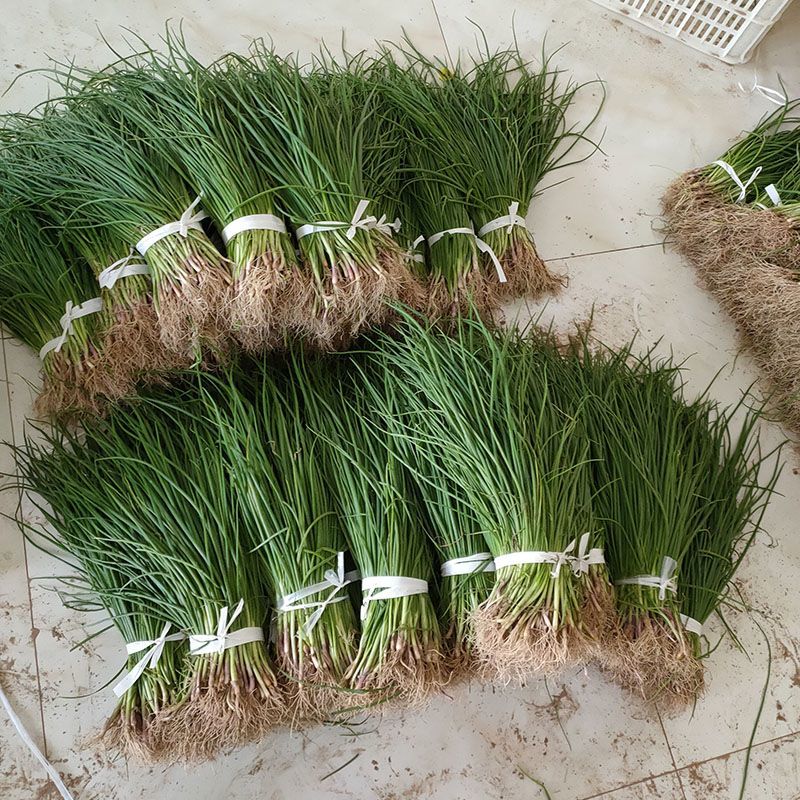 洋葱苗紫皮洋葱苗出口品质质量保证紫红皮半高洋葱苗
