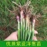 洋葱苗紫皮洋葱苗出口品质质量保证紫红皮半高洋葱苗