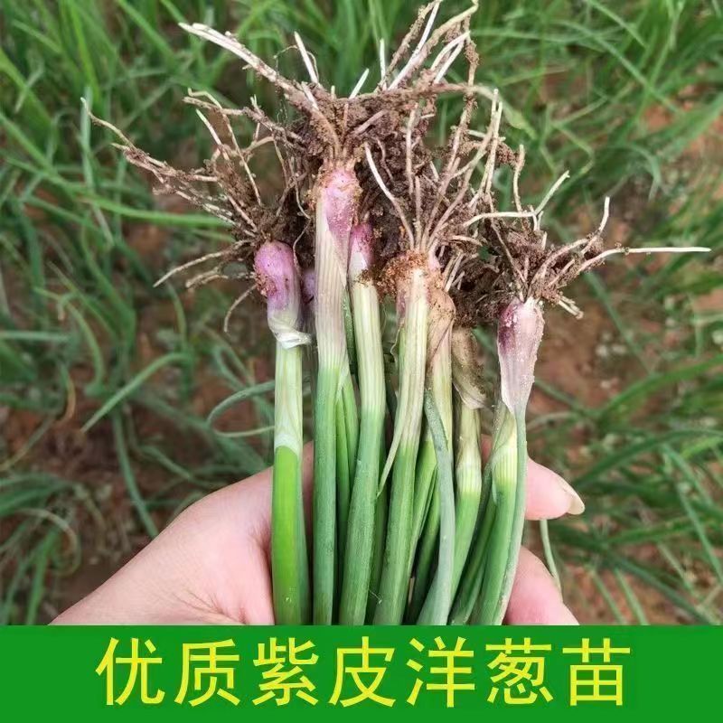 洋葱苗紫皮洋葱苗出口品质质量保证紫红皮半高洋葱苗