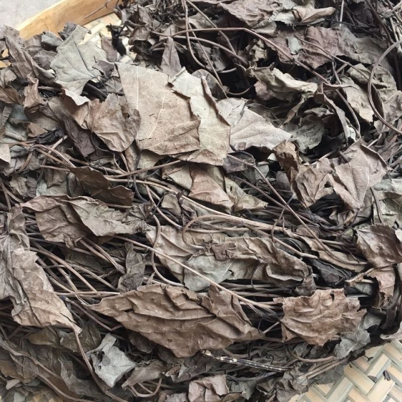 中药材通城虎通城虎叶五虎通城万丈藤血蒟