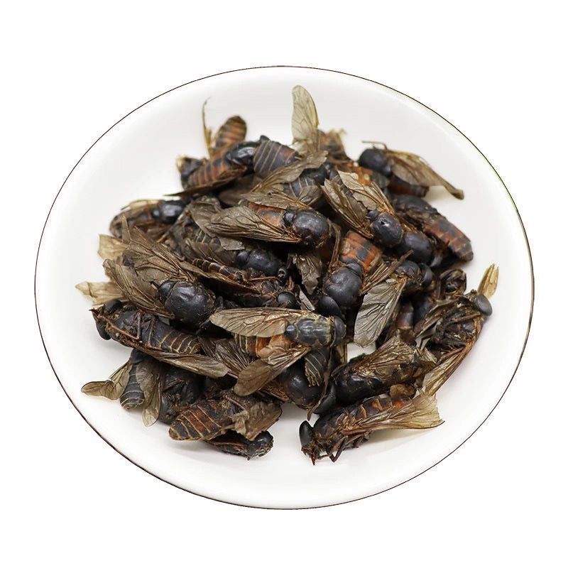 中药材牛虻虫蜚虻牛虻牛牤虫牛苍蝇牛蚊子牛盲瞎虻虫牛蚊子