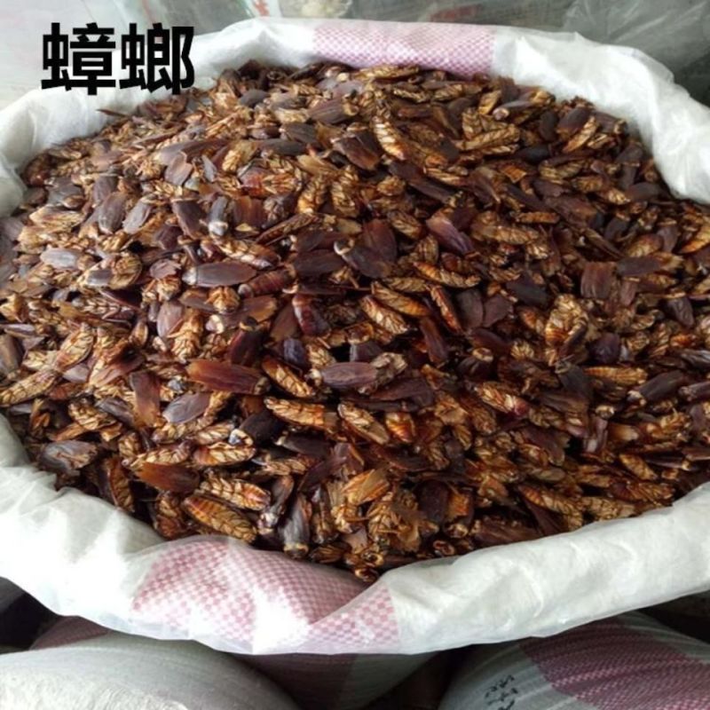 中药材蟑螂1公斤蟑螂干大蠊中药材用蟑螂蟑螂虫干蟑螂