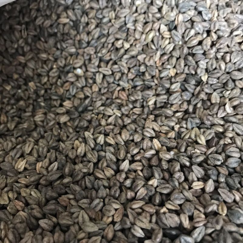 苦荞麦1公斤苦荞未加工原材料灰苦荞五谷杂粮三角荞麦