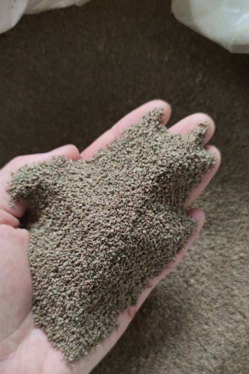 中药材芹菜籽1公斤芹菜子西芹籽旱芹菜子可做枕头
