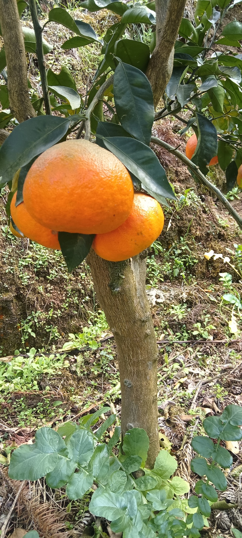 明日见