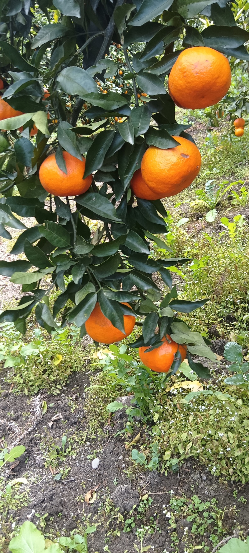 明日见