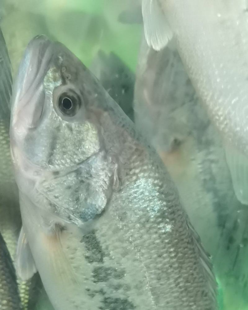 出售草鱼，鲤鱼。花鲢鲈鱼翘壳银鳕鱼桂鱼。生态鱼等
