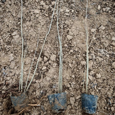 紫穗槐营养杯紫穗槐紫穗槐容器苗荒山坡地绿化紫穗槐