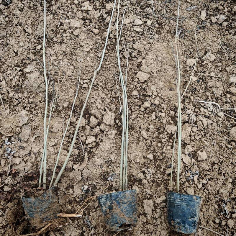 紫穗槐营养杯紫穗槐紫穗槐容器苗荒山坡地绿化紫穗槐