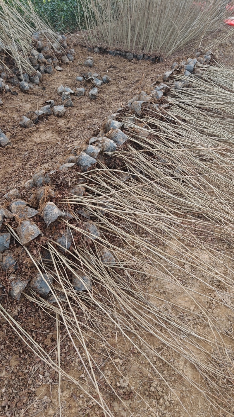 紫穗槐营养杯紫穗槐紫穗槐容器苗荒山坡地绿化紫穗槐