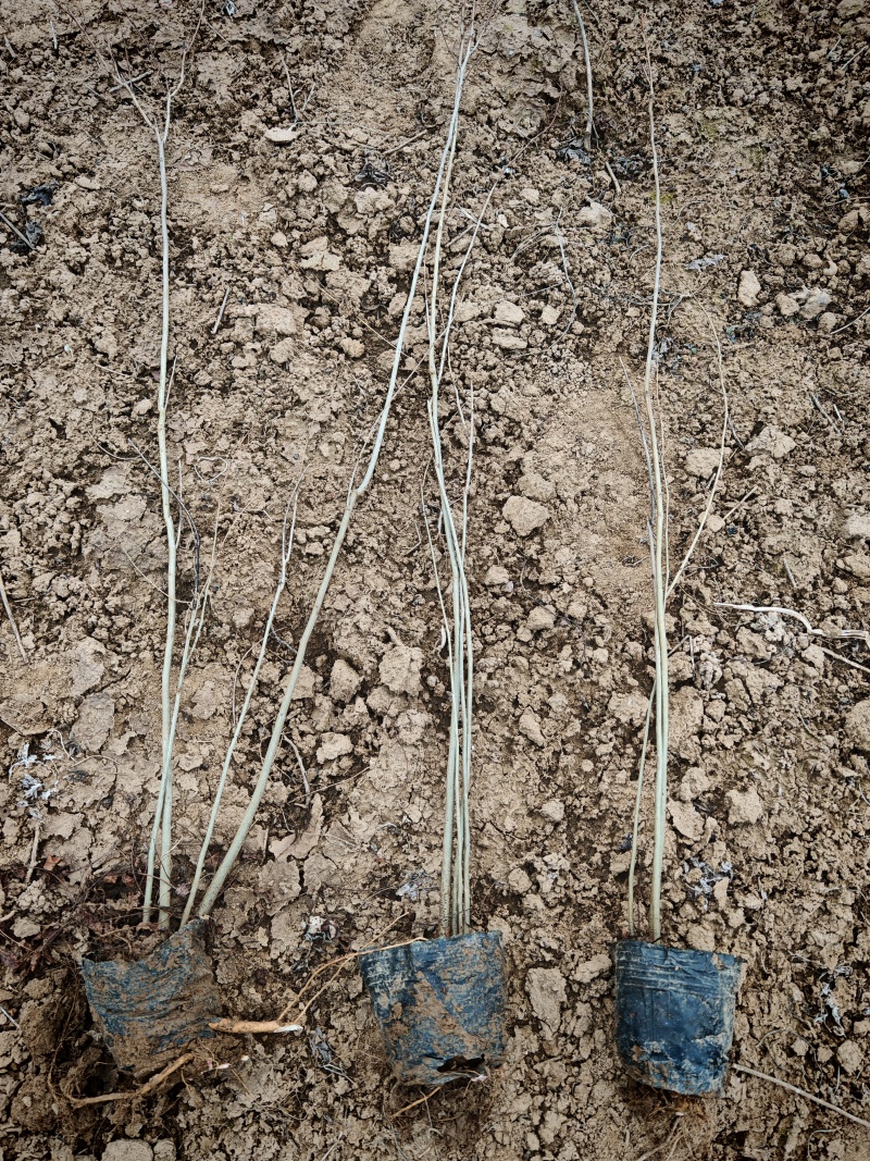 紫穗槐营养杯紫穗槐紫穗槐容器苗荒山坡地绿化紫穗槐