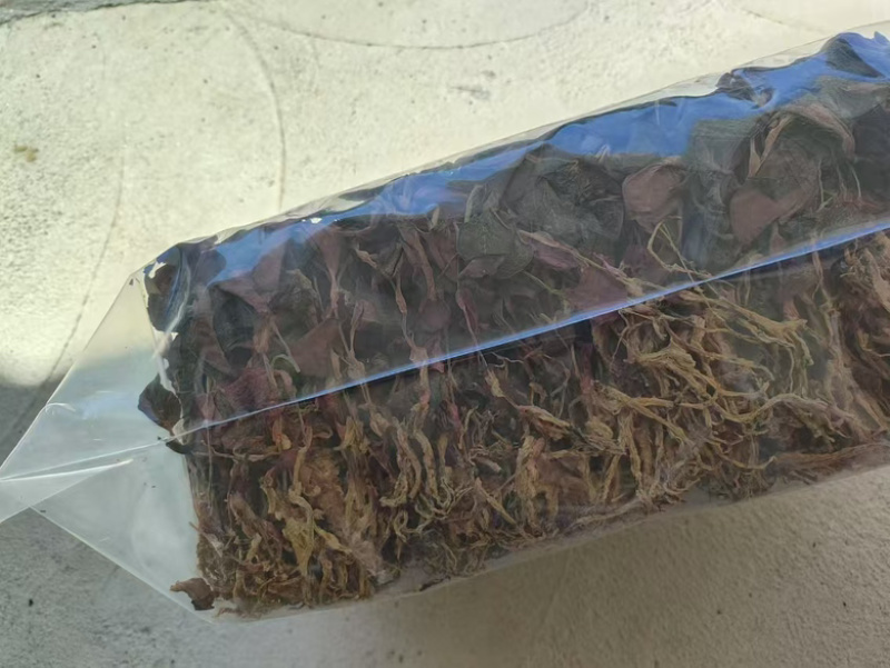 厂家直发各品种金线莲销售
