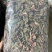 厂家直发各品种金线莲销售