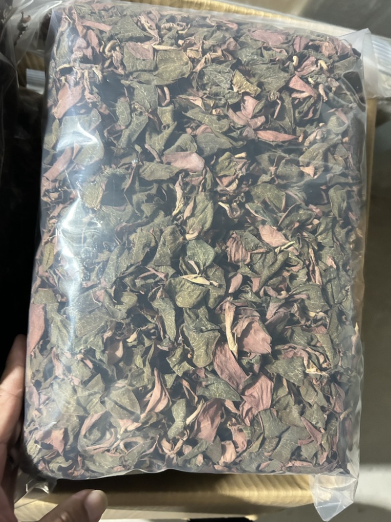 厂家直发各品种金线莲销售
