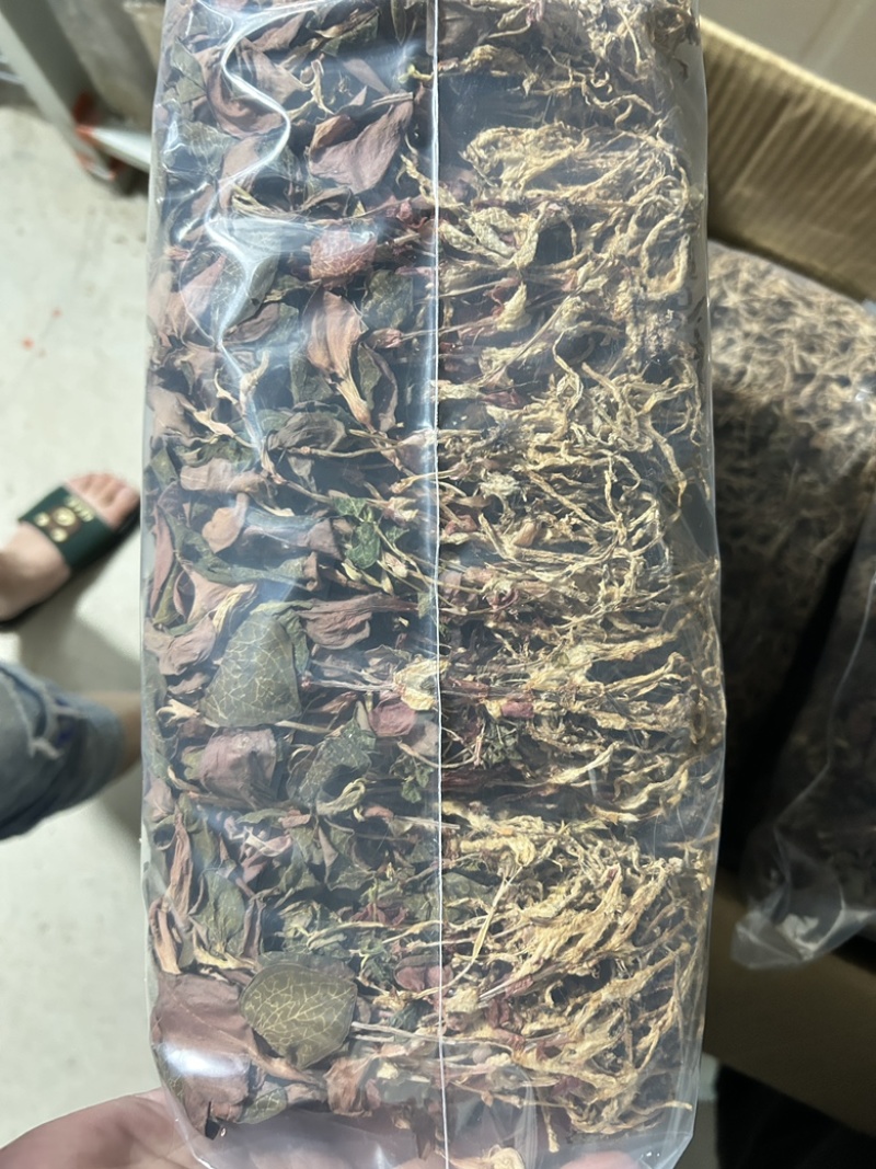 厂家直发各品种金线莲销售