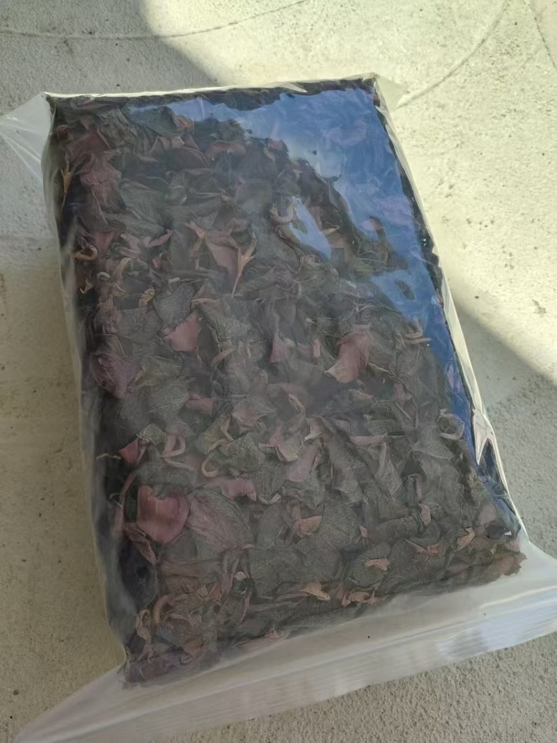 厂家直发各品种金线莲销售