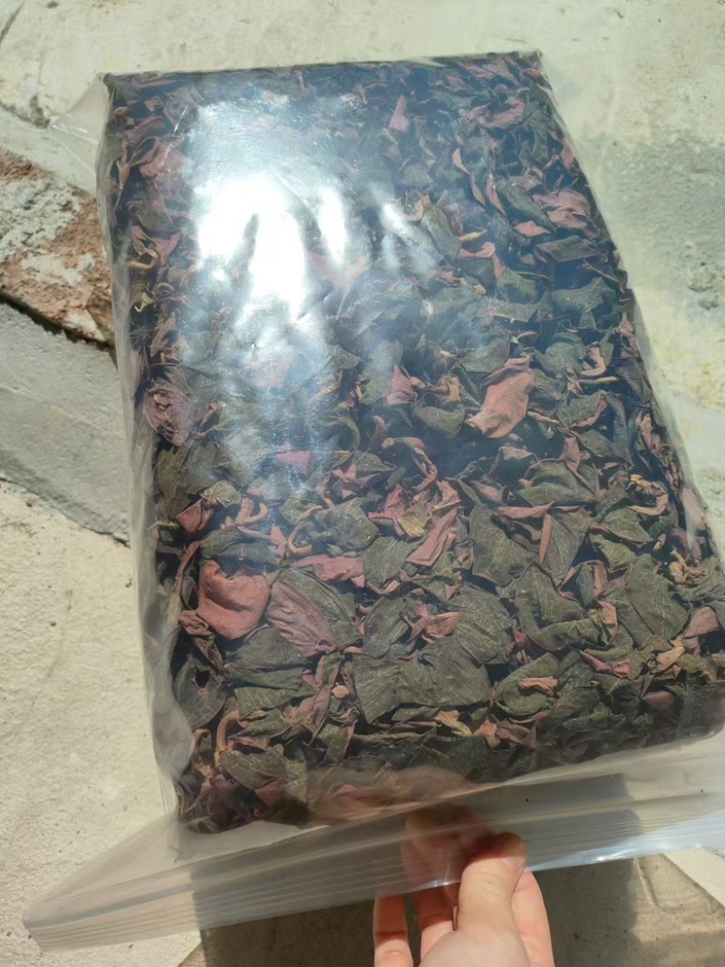 厂家直发各品种金线莲销售