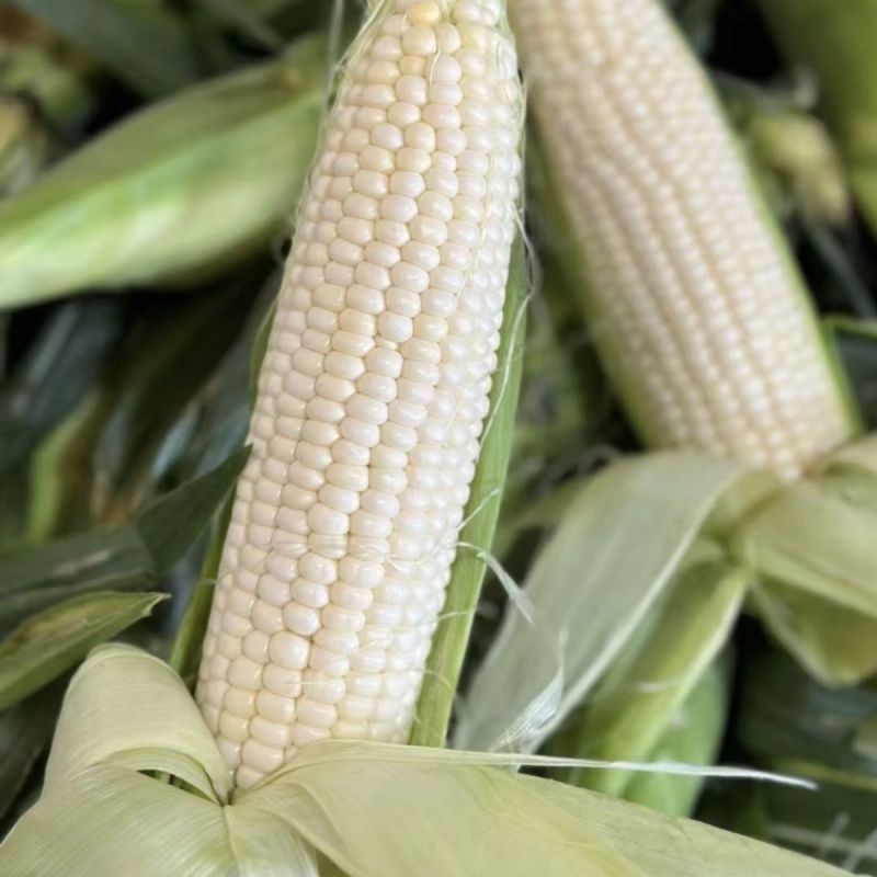 鲁星糯1号大棒糯玉米种子鲜食粮用饲用白玉米种籽鲜食玉米种